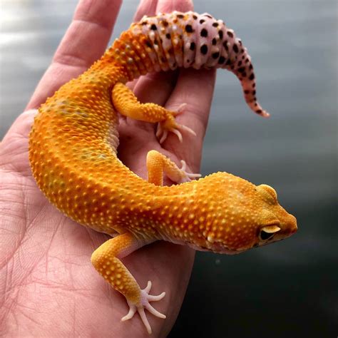 leopard gecko for sale